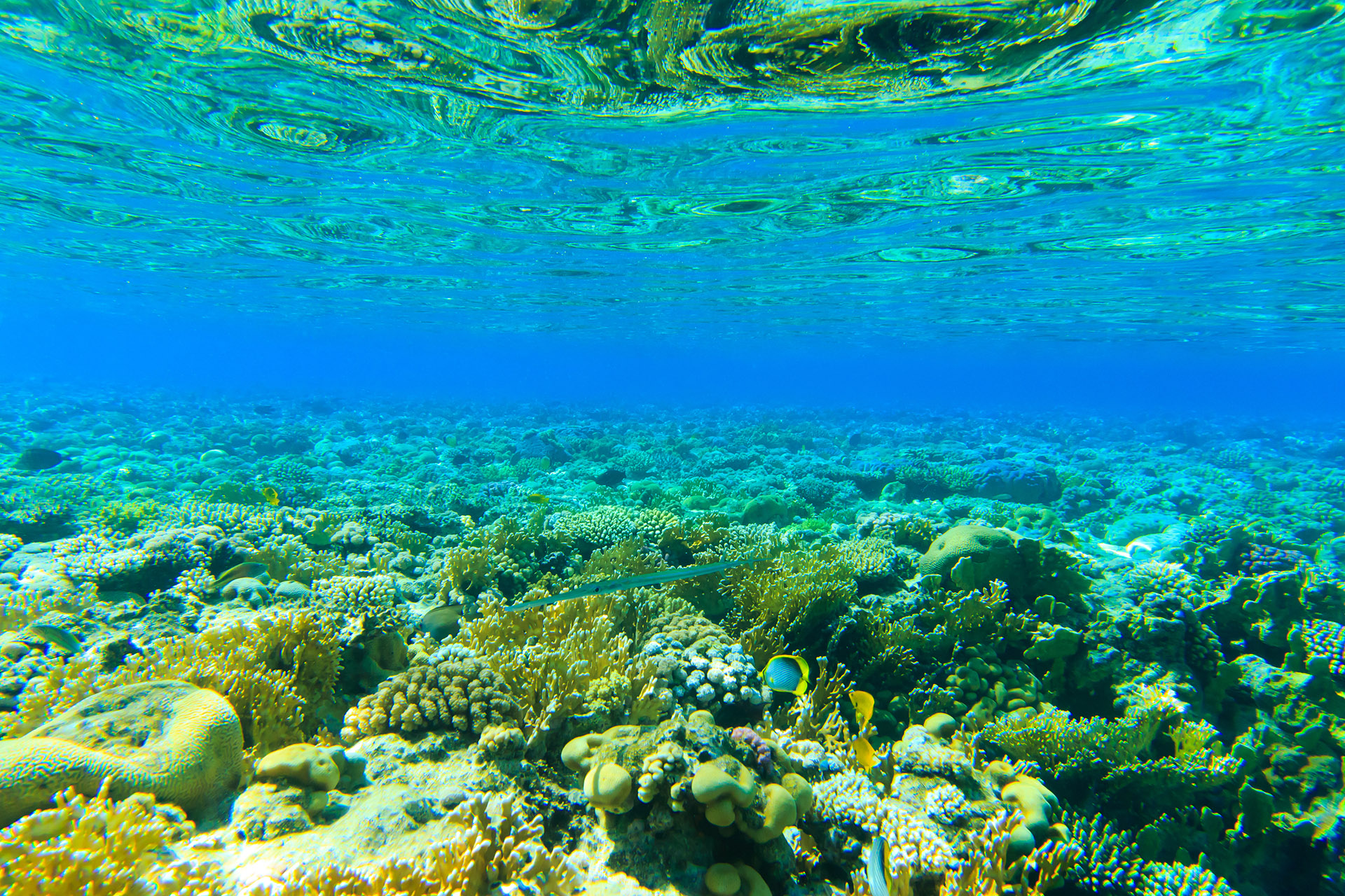 Case Study: Coastal Environments